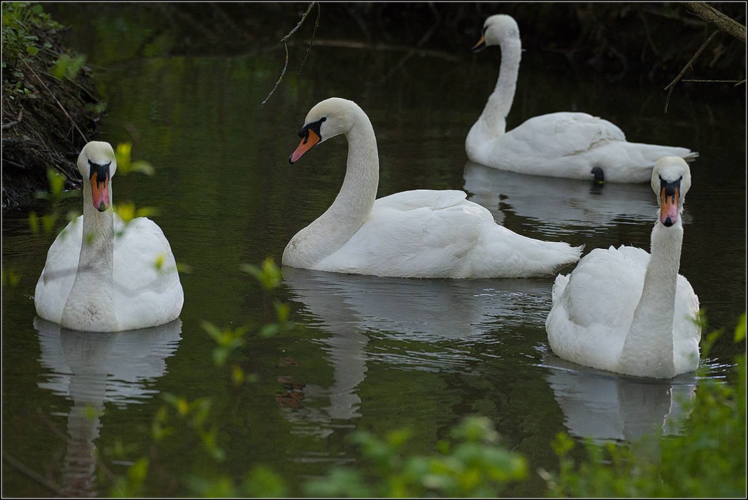 москва, апрель, парк, лебеди шипуны, АНАТОЛИЙ ДОВЫДЕНКО
