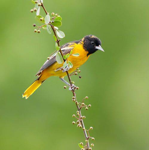 Juvenile -Baltimore Oriole - Молодой Балтиморский цветной трупиал