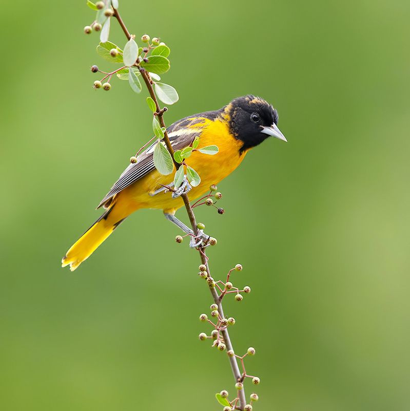 иволга, трупиал,  oriole, весна Juvenile -Baltimore Oriole - Молодой Балтиморский цветной трупиал фото превью