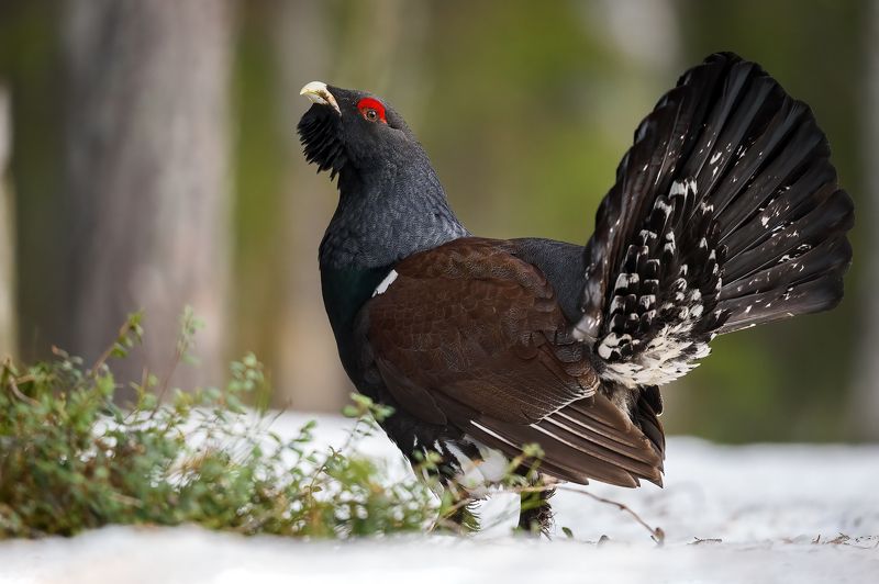 Глухарь. фото превью