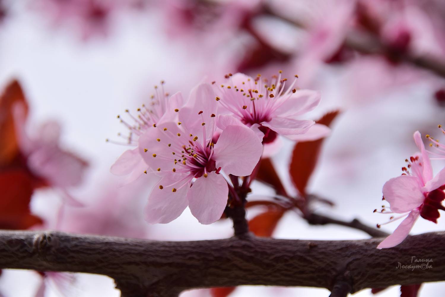 , Галина Лоскутова