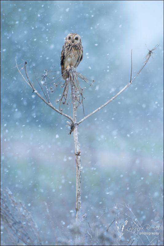 * * * фото превью