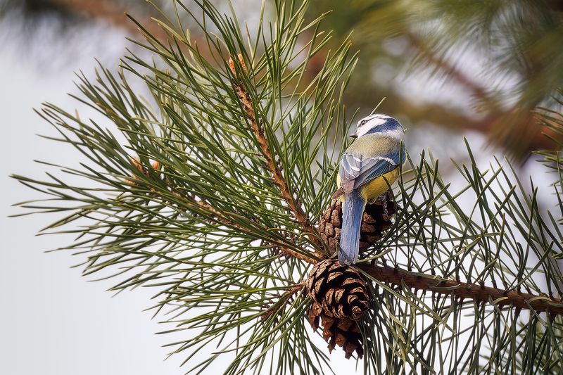 Лазоревка глядит фото превью