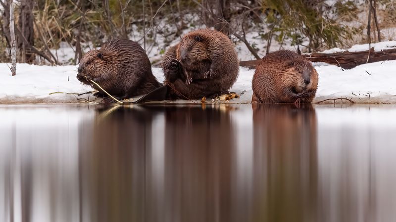 Семья бобров. фото превью