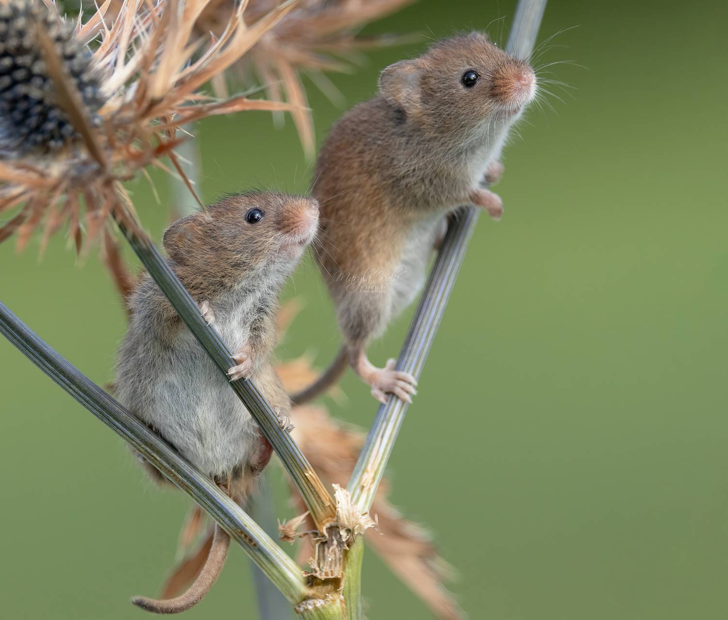 harvest mouse, mouse, rodent, animals, nature, wildlife, canon, MARIA KULA