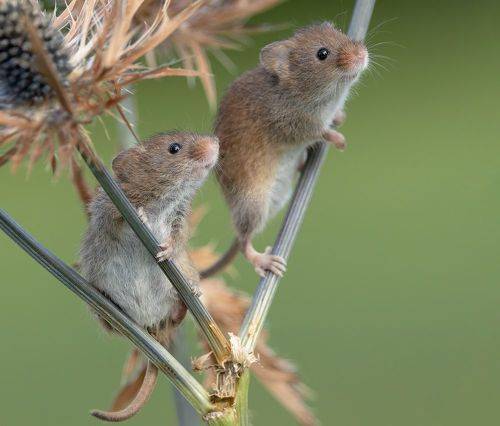 Harvest Mouse