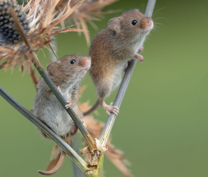 harvest mouse, mouse, rodent, animals, nature, wildlife, canon Harvest Mouse фото превью