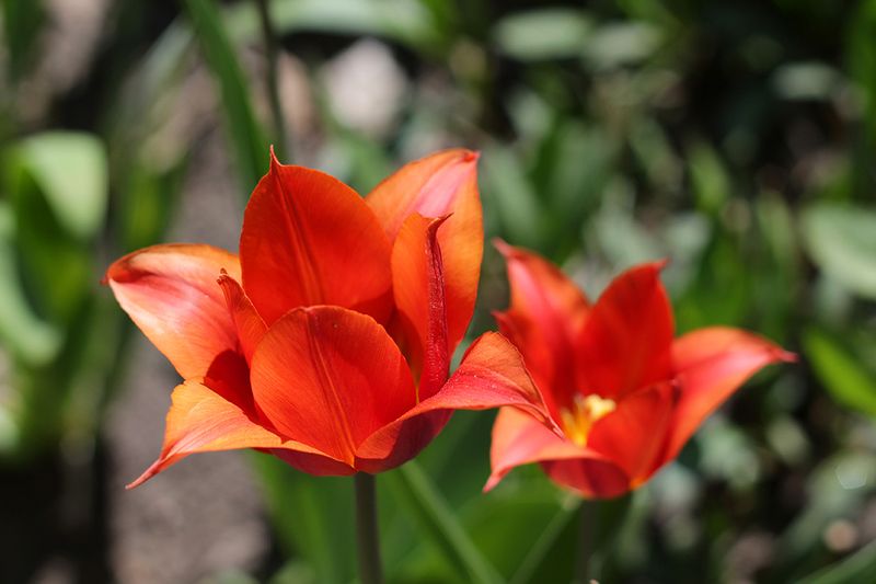 весна, тюльпаны и снова весна! фото превью