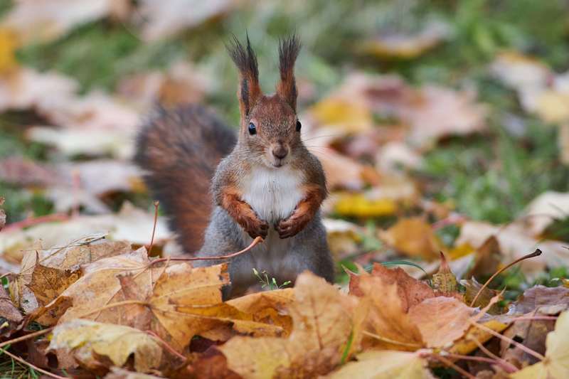 * фото превью