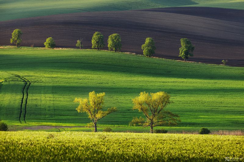 The Stripes фото превью
