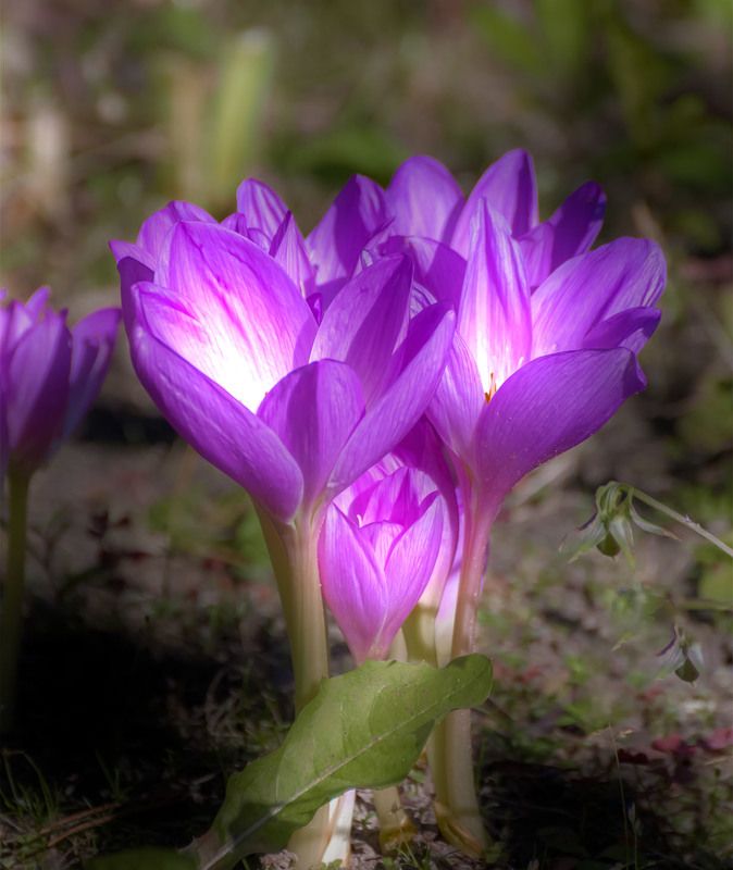 безвременник фото превью