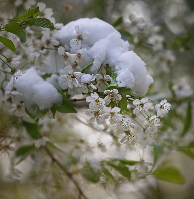 9 мая 2024г, москва, снег, погода Май фото превью
