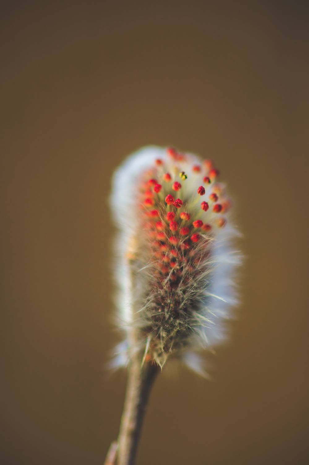 , Сигида Дмитрий