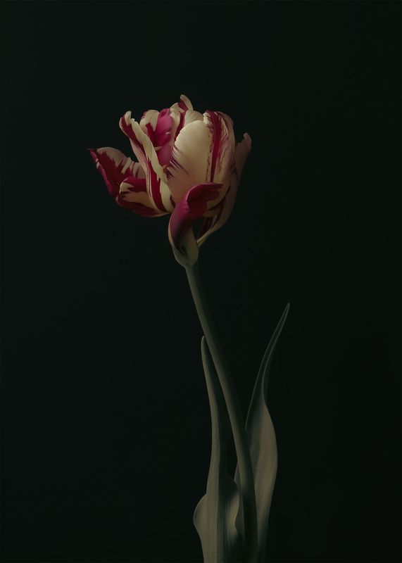 тюльпан, натюрморт, цветы, flower, tulip  фото превью