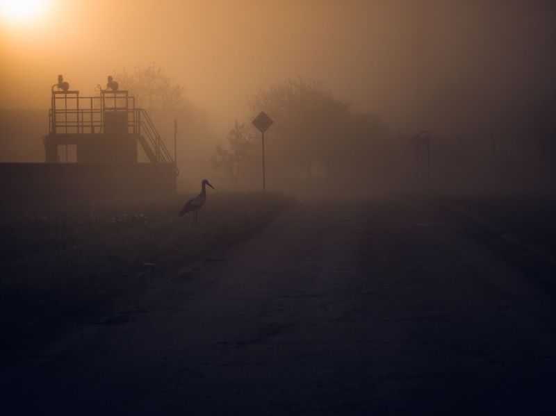 Foggy morning фото превью