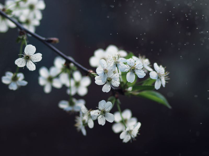 Весна фото превью