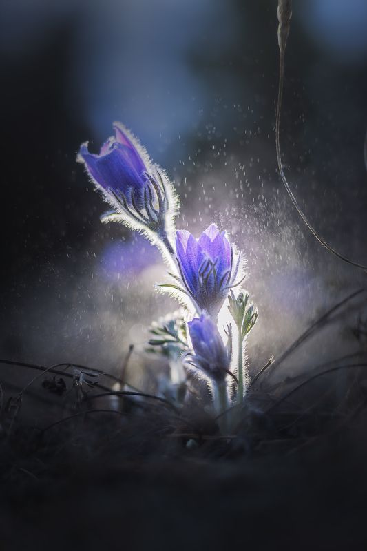 сон-трава, сон трава, ургульки, первоцветы, подснежники, чита, забайкальский край, забайкалье, закат, пейзаж, природа, ночь Вечерняя сон-трава фото превью