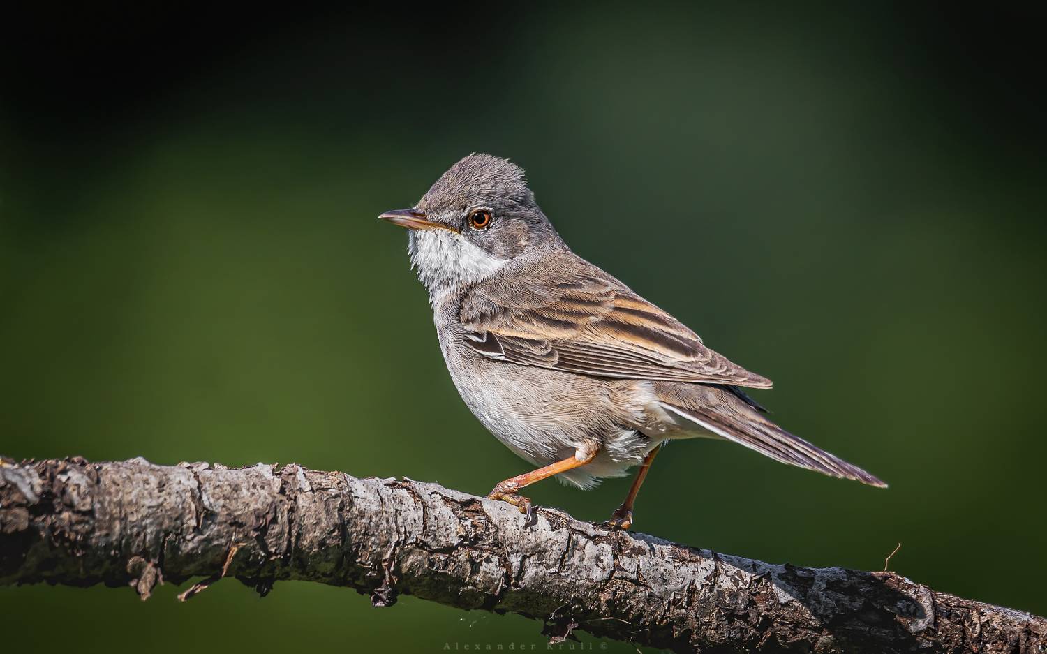 славка, серая славка, curruca communis, Круль Александр