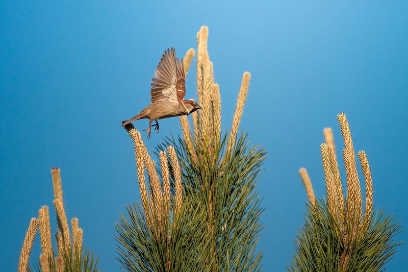 wildlife, birds, sprarrow, nature Jack Sparrow фото превью