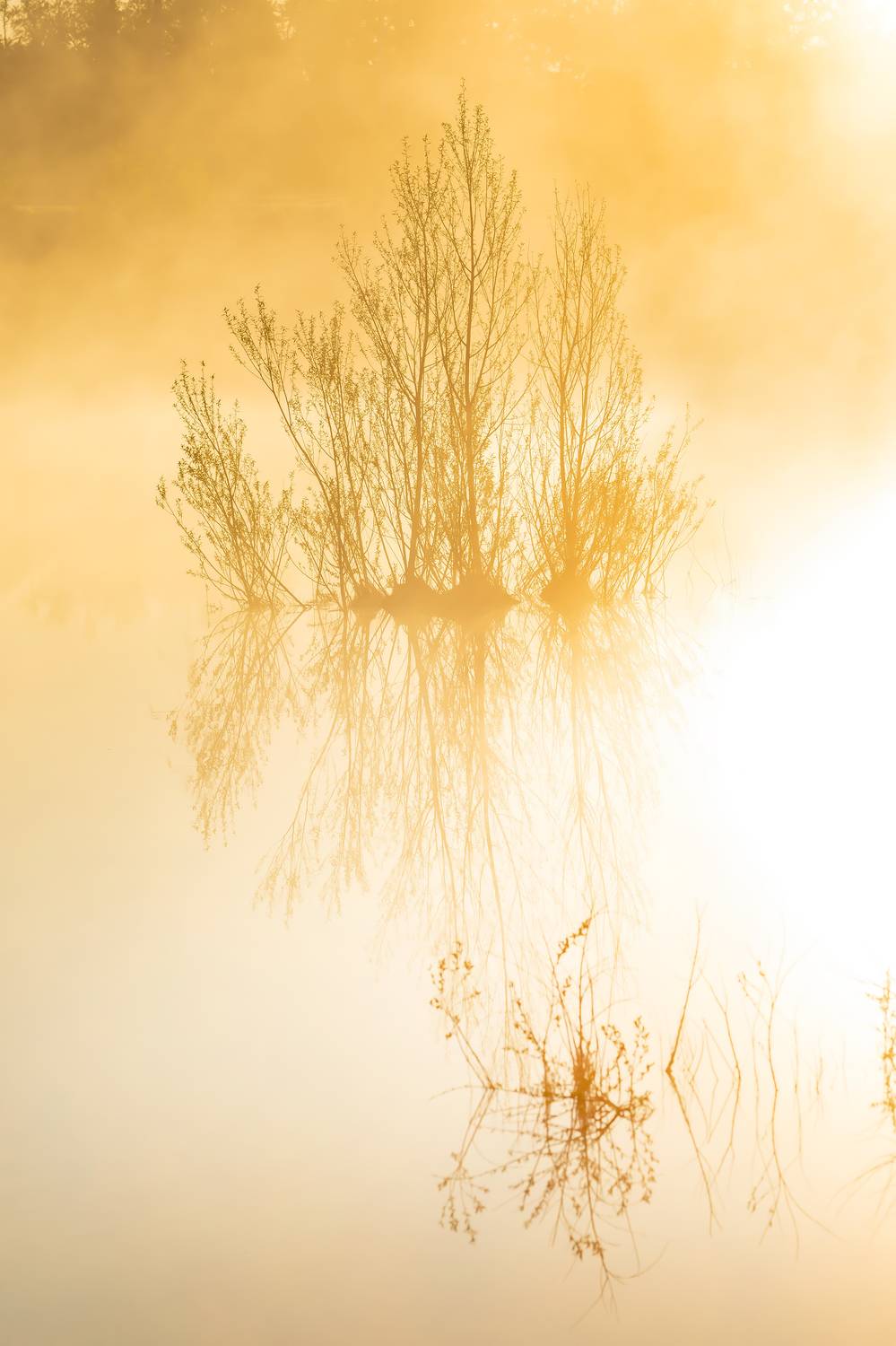 лебедянский район, липецкая область, туман, рассвет, вода, отражение, куст, ива, оранжевый,, Лашков Фёдор