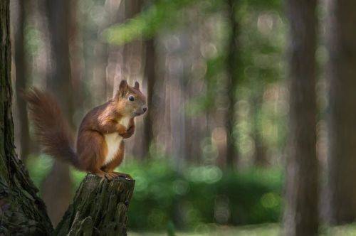 Сказочный лес