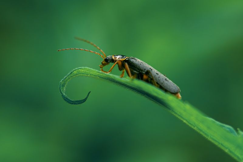 ... фото превью