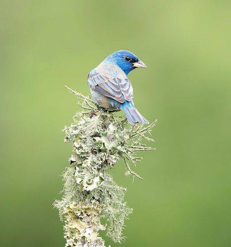 Indigo bunting. Индиговый овсянковый кардинал
