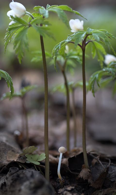 природа, гриб, растения, весна Небоскрёбы фото превью