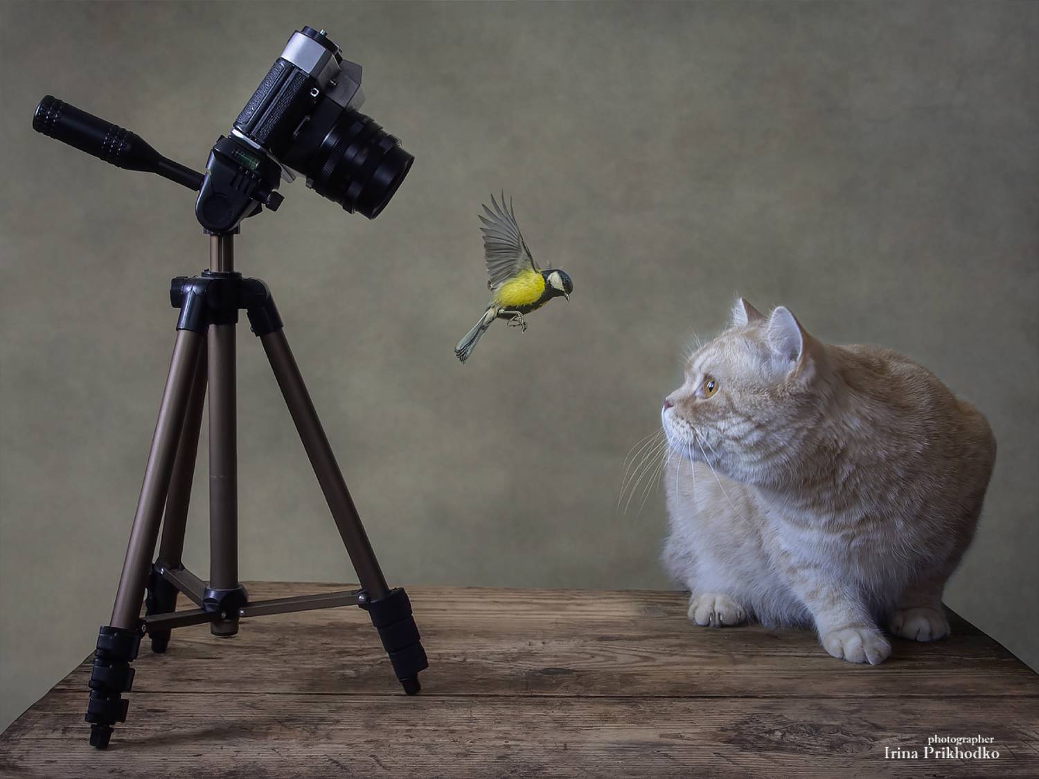 птица, синица, кошки, кот, домашние животные, камера, , Приходько Ирина