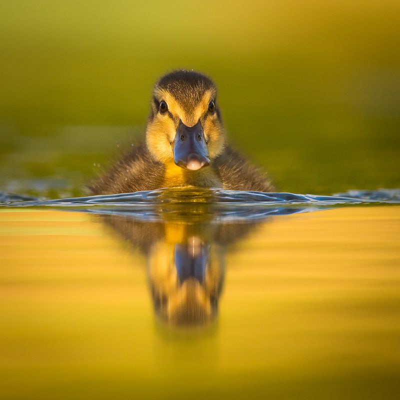 Duckling фото превью