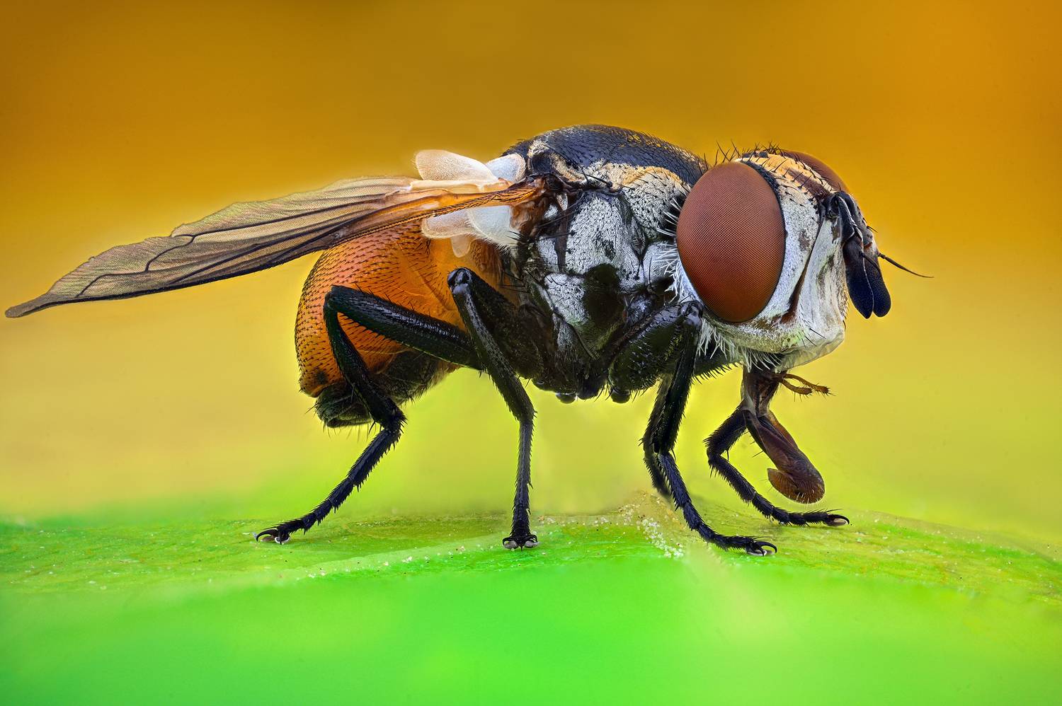 ceclii, macro, Цветан Ганев