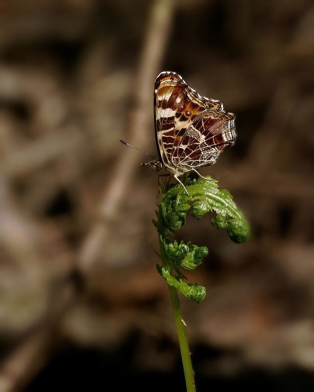 Araschnia levana  фото превью