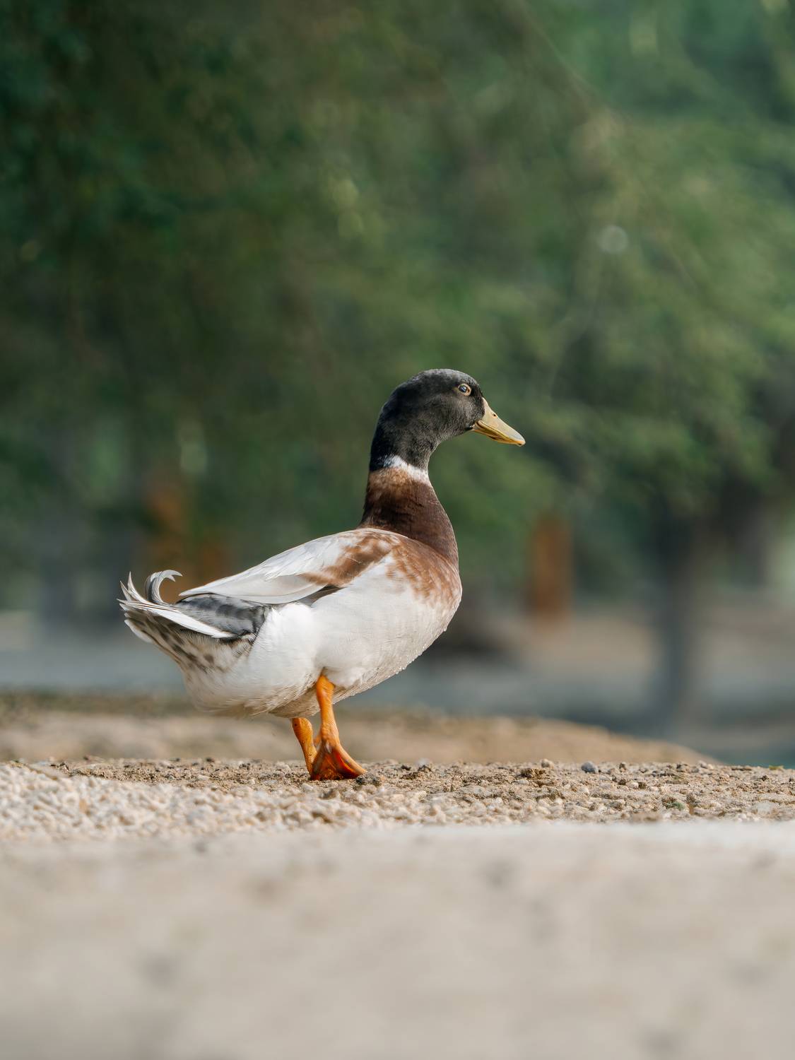 , Мозжухин Максим