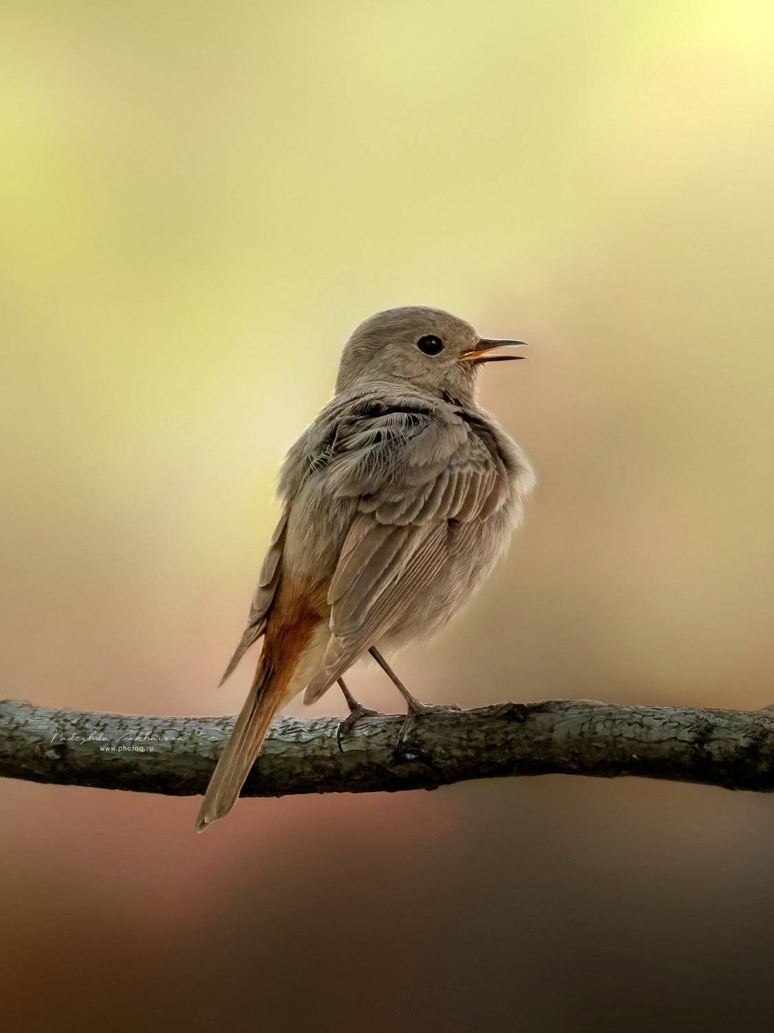 , Захарова Надежда