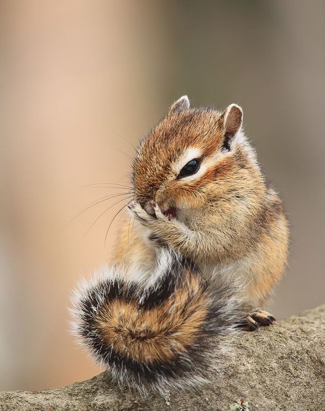 бурундук Чистюля фото превью