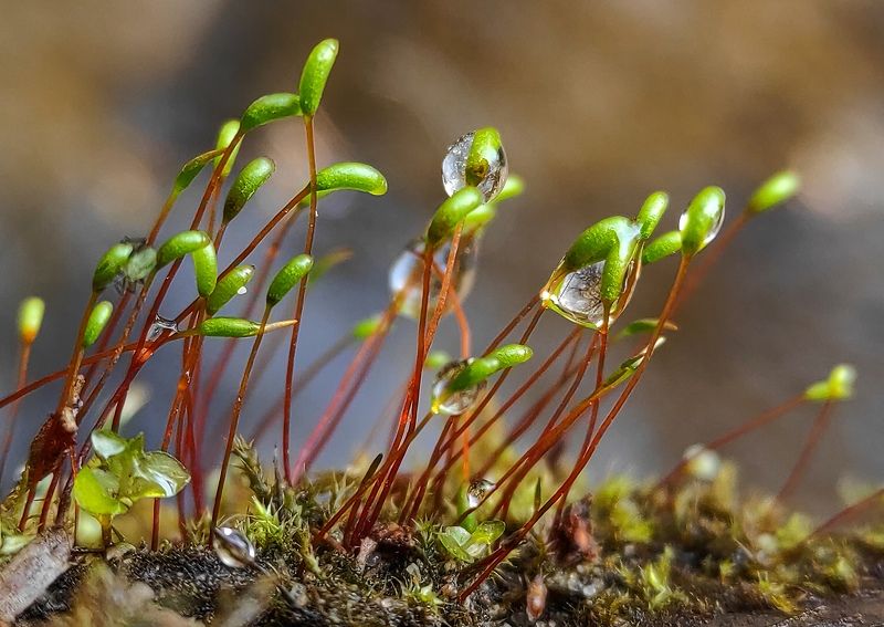 Молодой мох фото превью