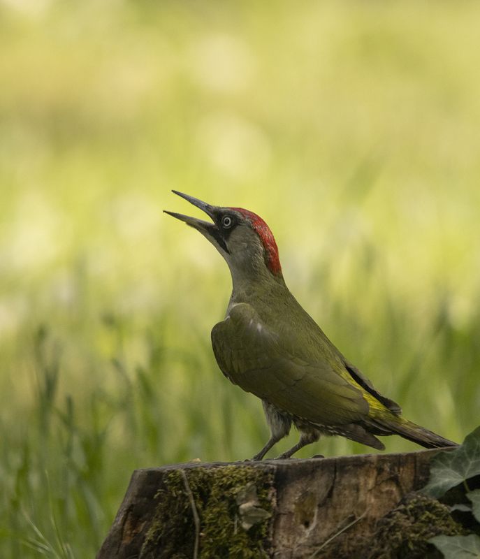 Picus viridis фото превью