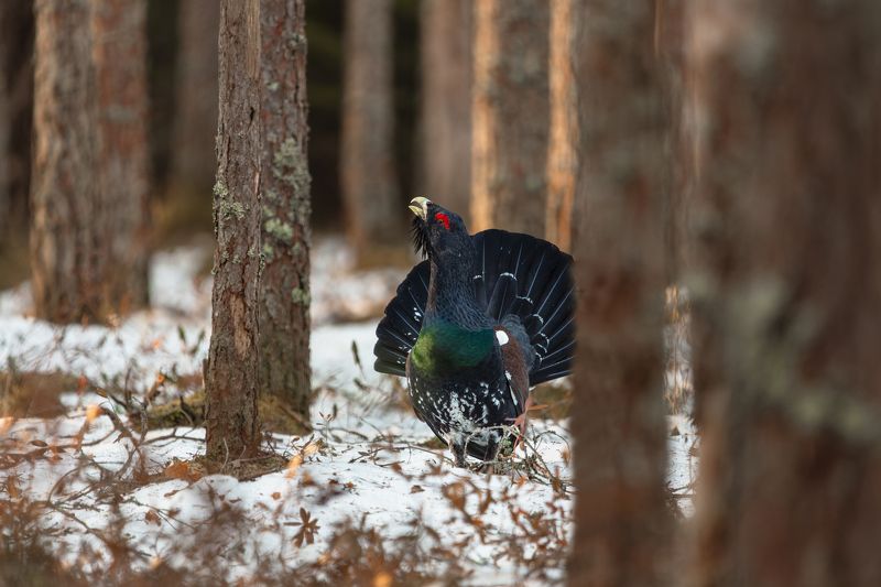 глухариный ток Король моховых болот... фото превью