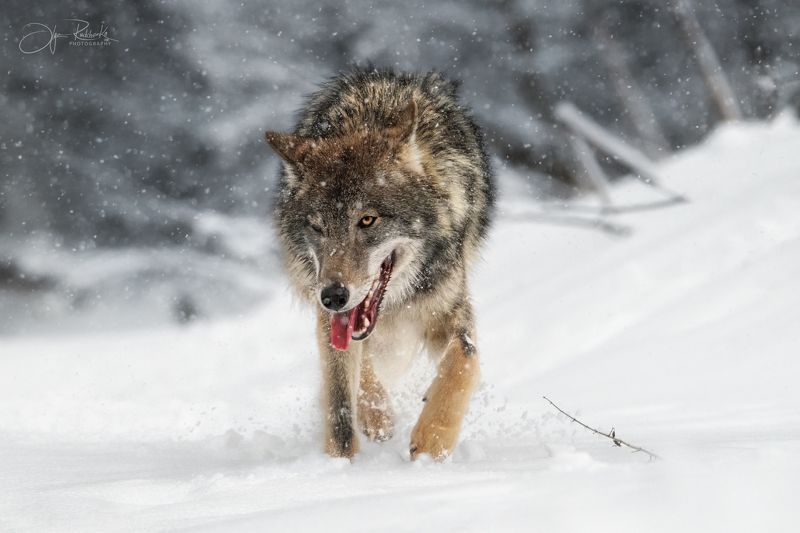 волк, европейский волк, беларусь, красный бор, wolf, gray wolf, wolf, grey wolf Лесной разбойник фото превью