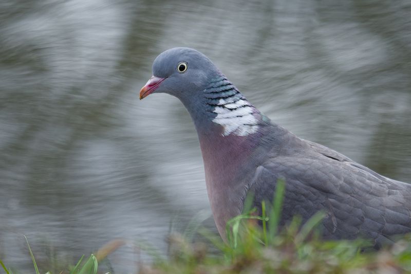 вяхирь, птица, pigeon, bird Вяхирь фото превью