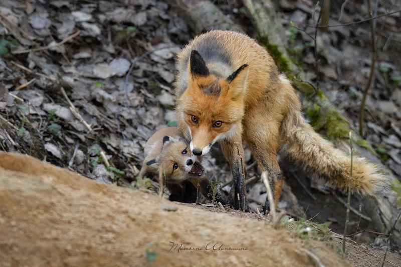 Мамина непоседа фото превью