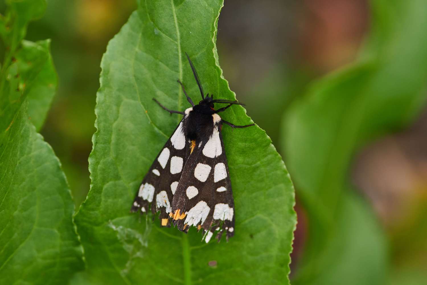 , Павел Сторчилов