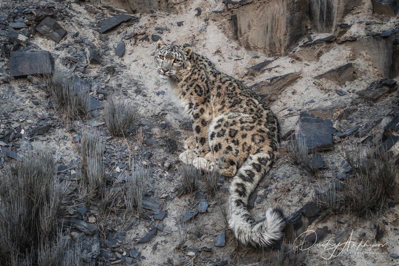 Портрет снежного барса фото превью