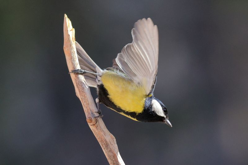 Акробаты неба фото превью