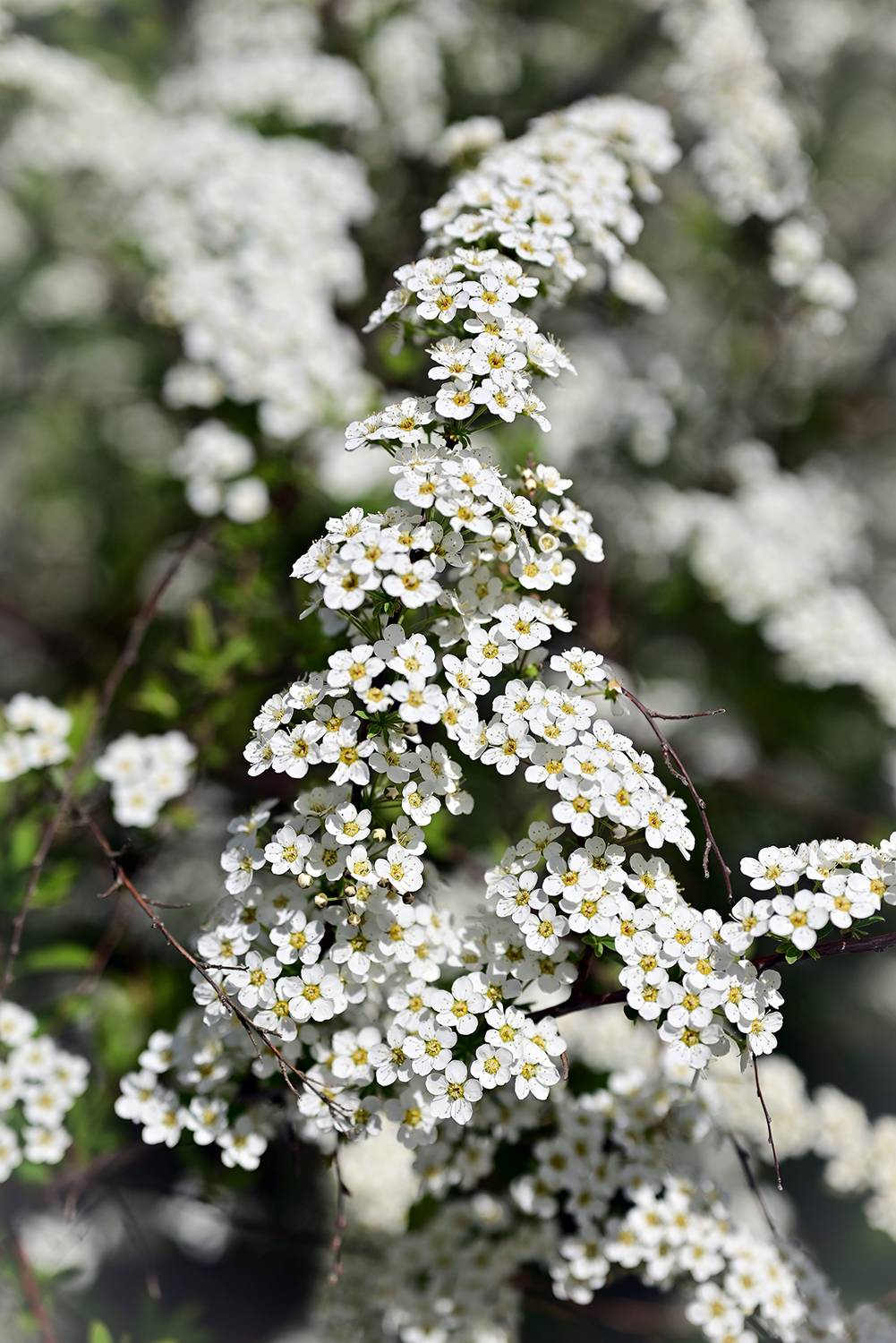 , Калёв Сергей