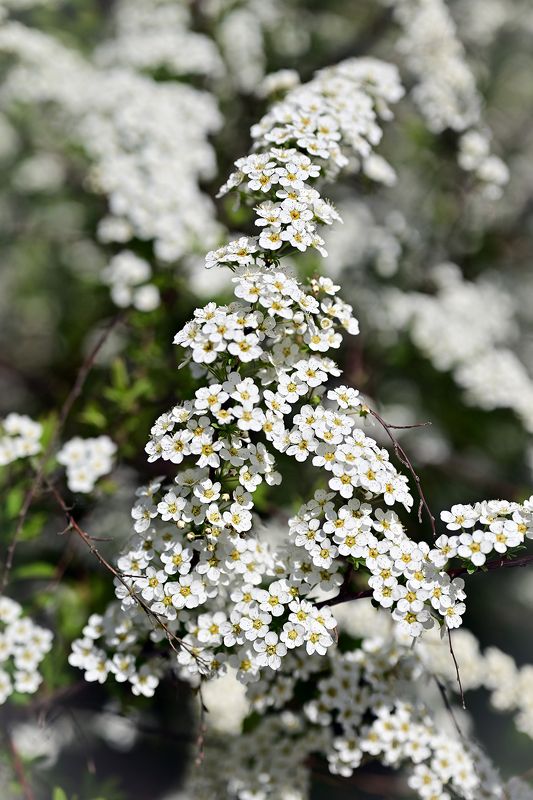 ------- фото превью