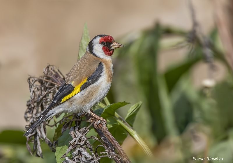 bird of prey, animal, birds, bird,  animal wildlife,  nature,  animals in the wild, щегол, черноголовый щегол, птицы, птица Черноголовый щегол фото превью