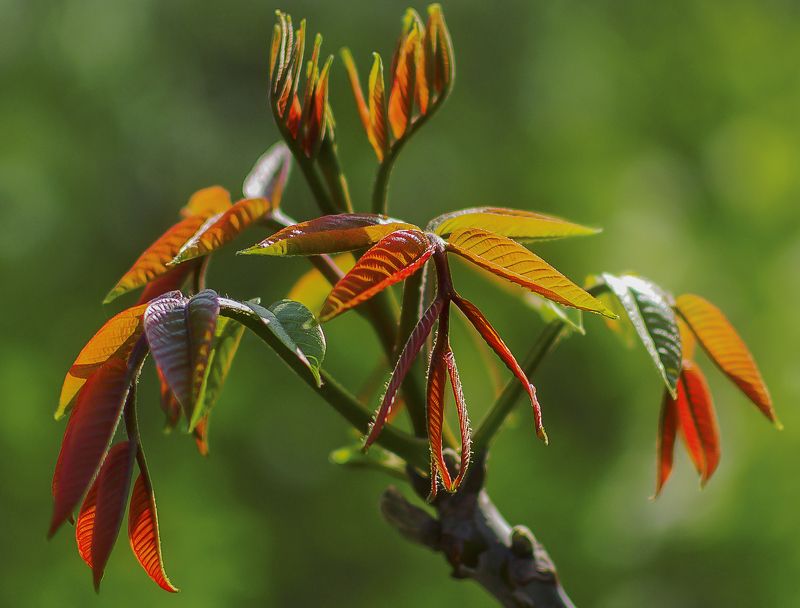 Молодые листья ореха. фото превью