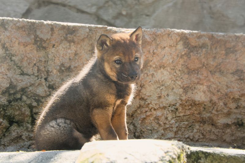 животные, млекопитающие, портрет животного, волк, псовые, animals, mammals, animal portrait, wolf, canidae Волчок фото превью