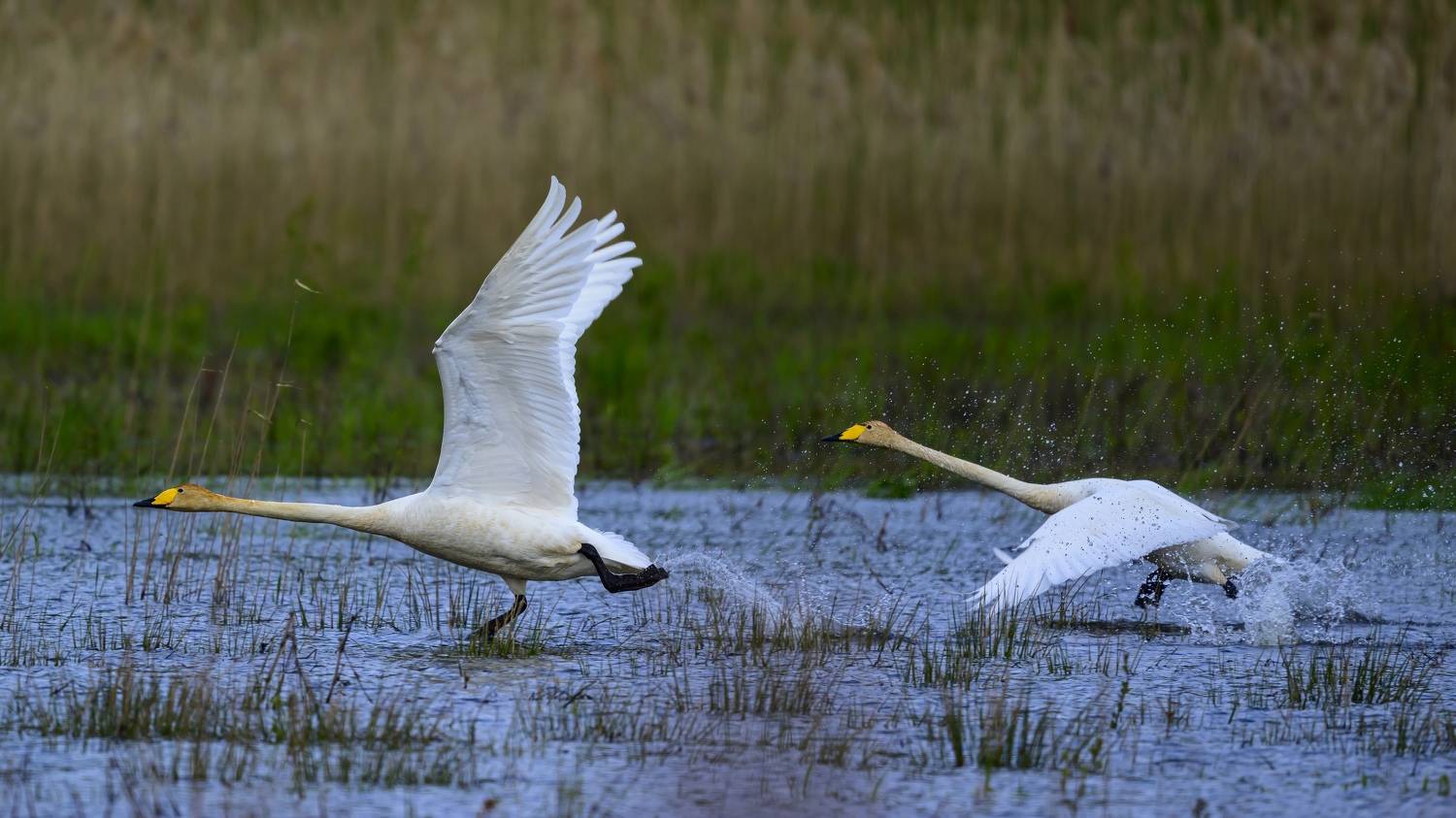 , Пупонин Сергей